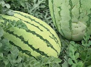 怎么屏蔽吃瓜的视频呢