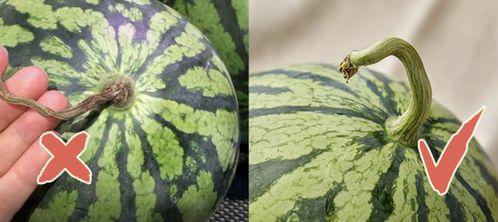 香港人吃瓜视频,揭秘娱乐圈幕后故事