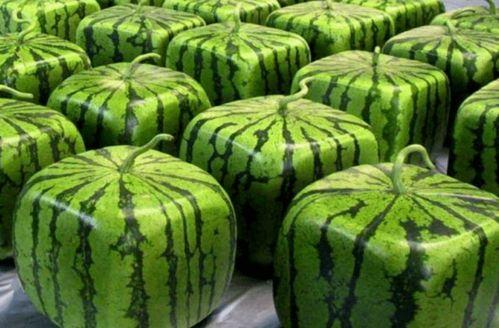 中国人的吃瓜视频,短视频中的趣味与现象