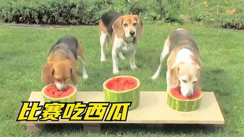 三只狗吃瓜视频,一场关于瓜的欢乐盛宴