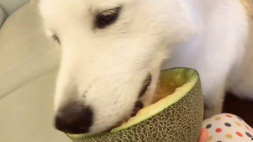 二哈吃瓜群众大哭视频播放,这瓜太甜了！