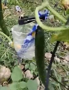 滨州吃瓜事件真相最新视频,视频还原惊人内幕