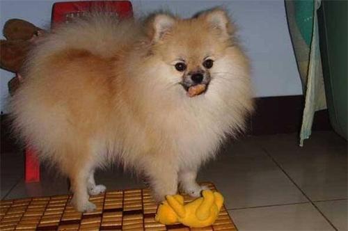 博美可以吃小脆瓜吗视频,小脆瓜的适宜性探讨