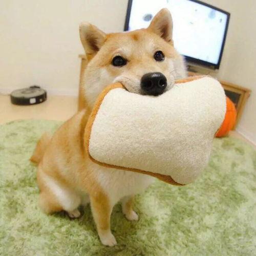 吃瓜柴犬动漫视频,萌宠演绎欢乐日常