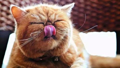 七彩猫吃瓜视频下载,揭秘网络红人的瓜田奇遇