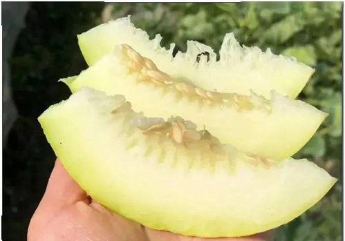 中国吃瓜女王视频大全