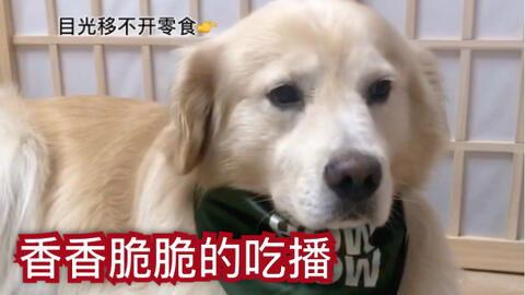 嫩圆瓜狗狗可以吃吗视频