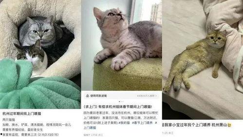 上门喂猫吃瓜视频大全集,猫咪吃瓜视频大全集